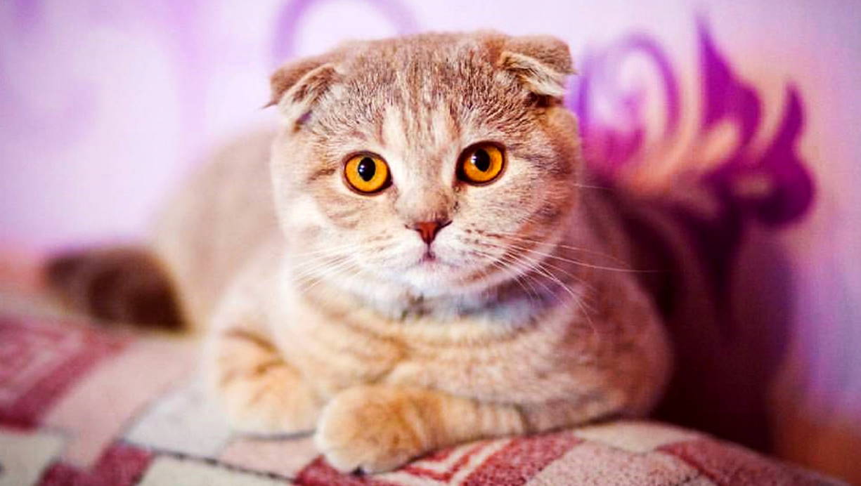 Why Cats are Great Companions for Seniors Cats Will Play