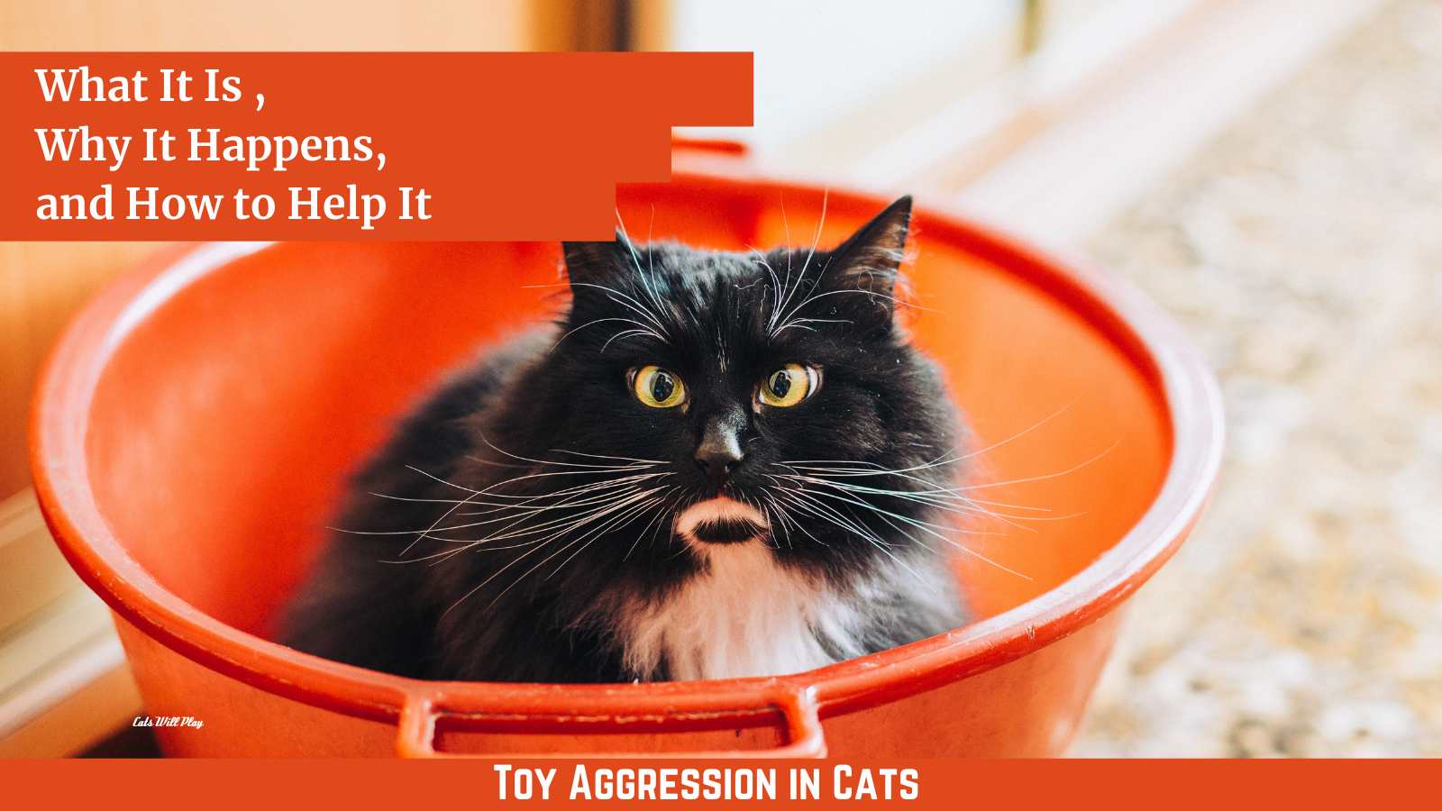 Possessive Cat Behavior