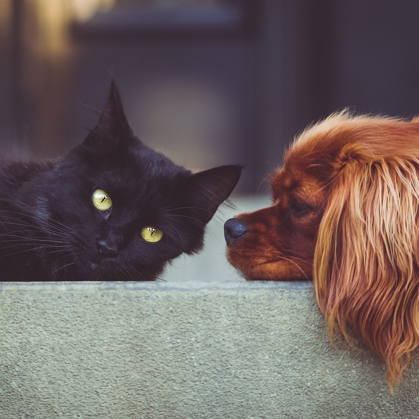 A Full House: The Best Cat-Friendly Dogs for Any Home