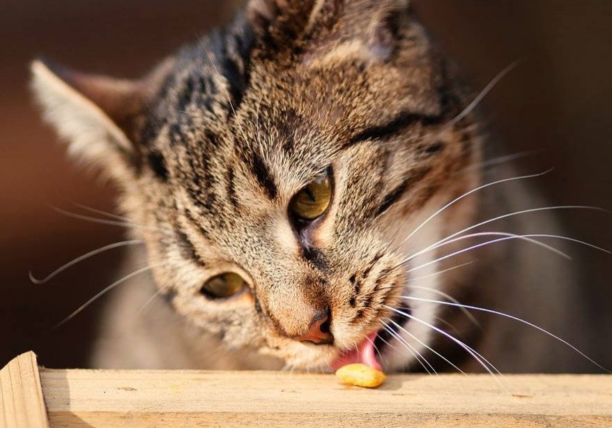 Best Cat Treat Toys for Food-Driven Felines - Cats Will Play