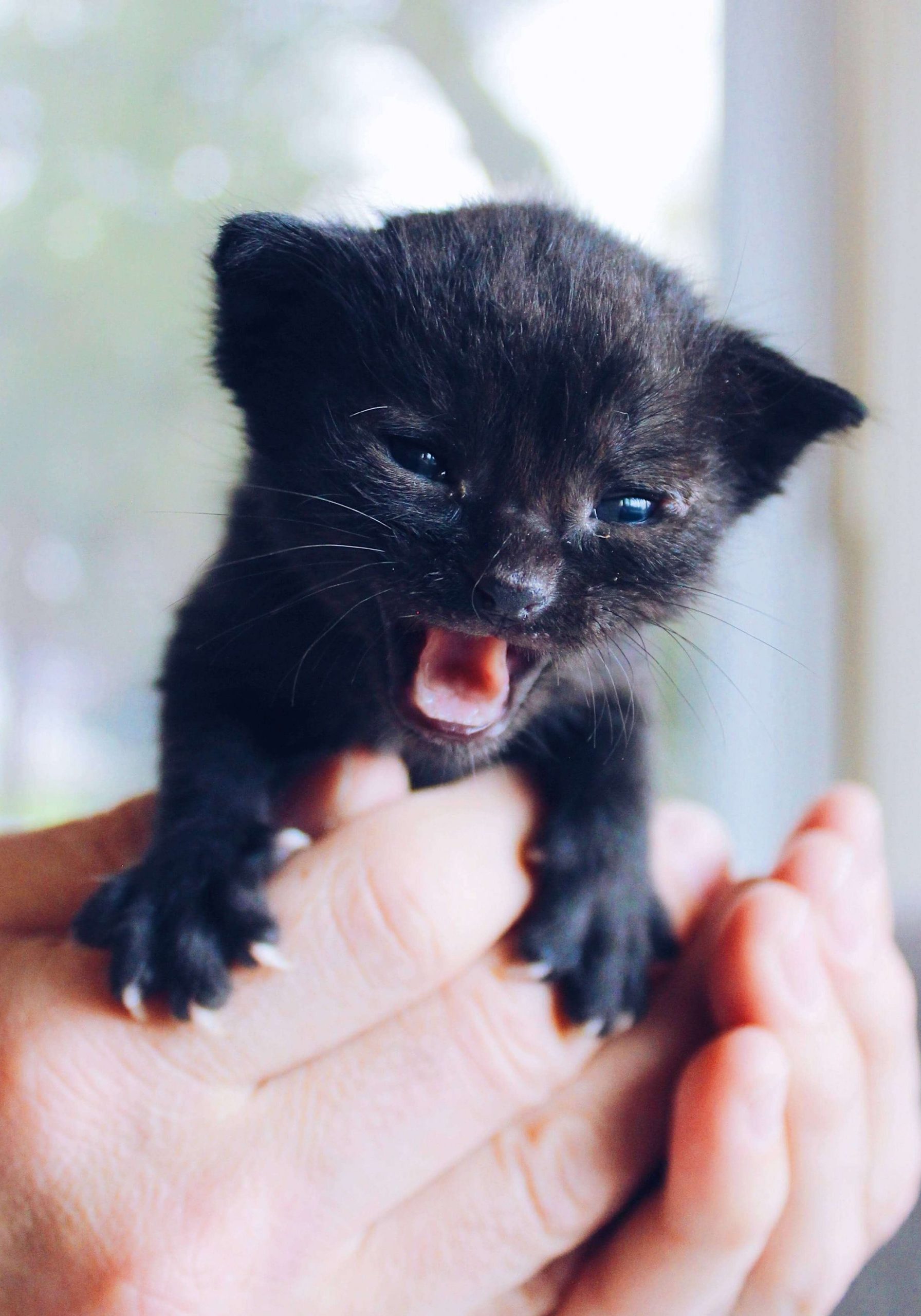 kitten teether